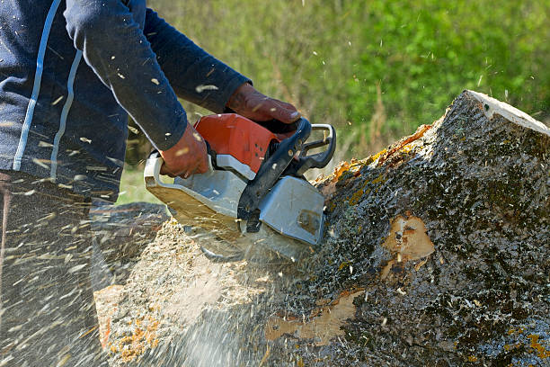 The Steps Involved in Our Tree Care Process in Pine Grove, CA